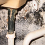 Mold on drywall under sink